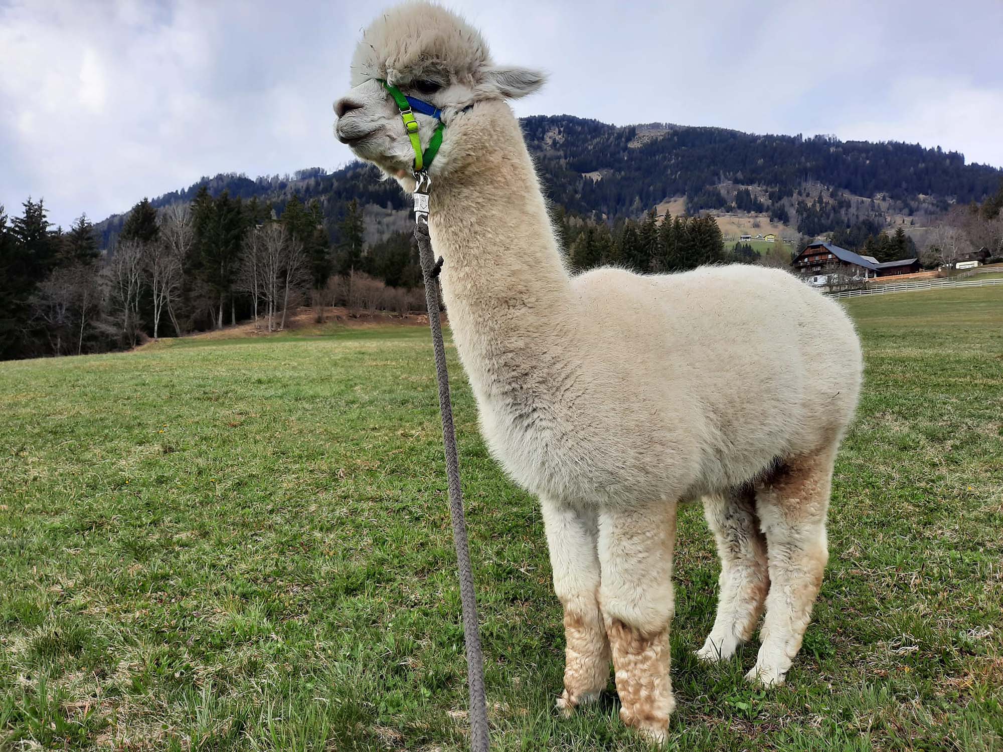 Die Alpakas am Alpakahof Unterherzog in Millstatt in Kärnten, freuen sich auf Hofbesuche und Alpaka-Wanderungen