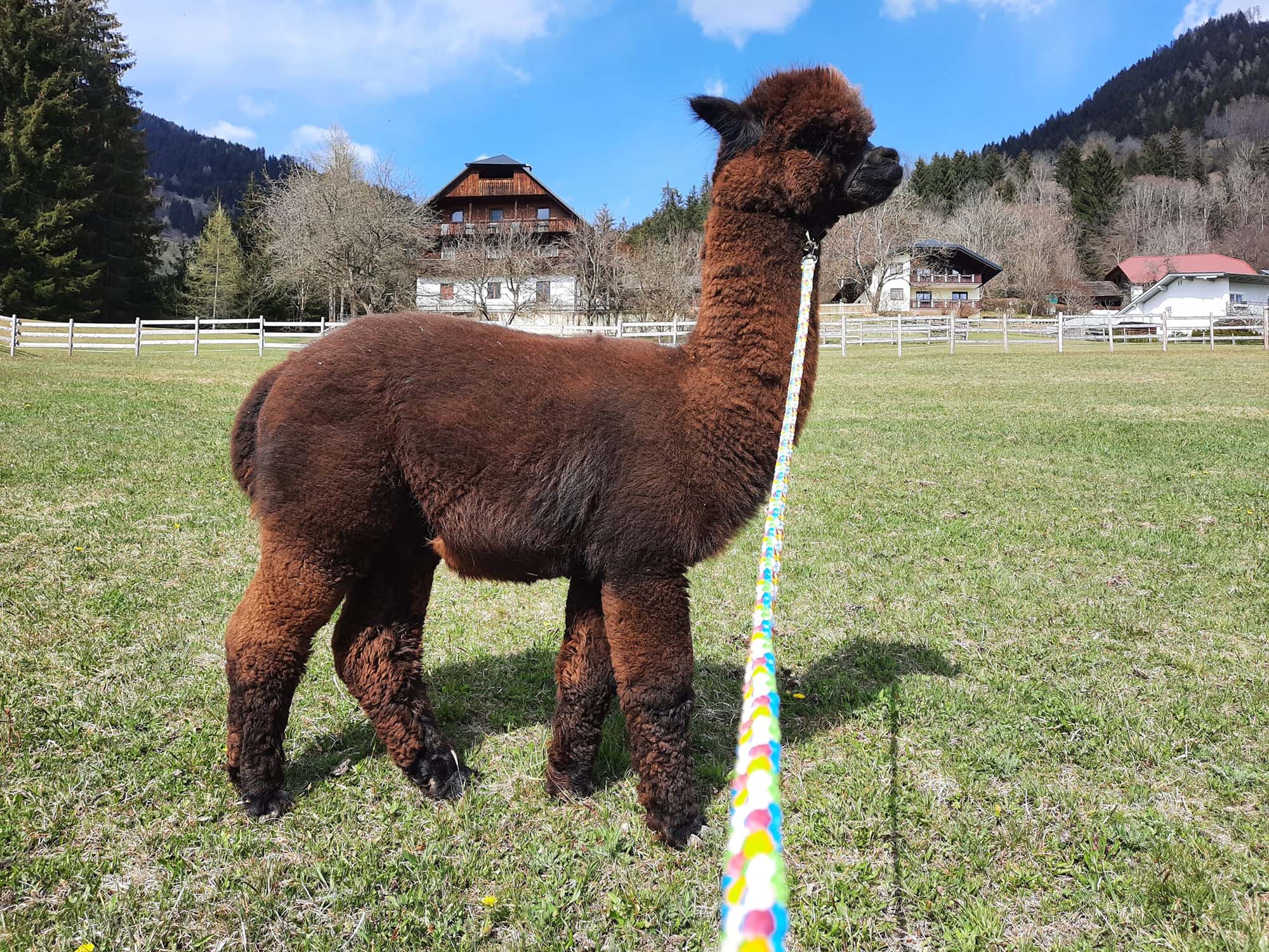 Die Alpakas am Alpakahof Unterherzog in Millstatt in Kärnten, freuen sich auf Hofbesuche und Alpaka-Wanderungen