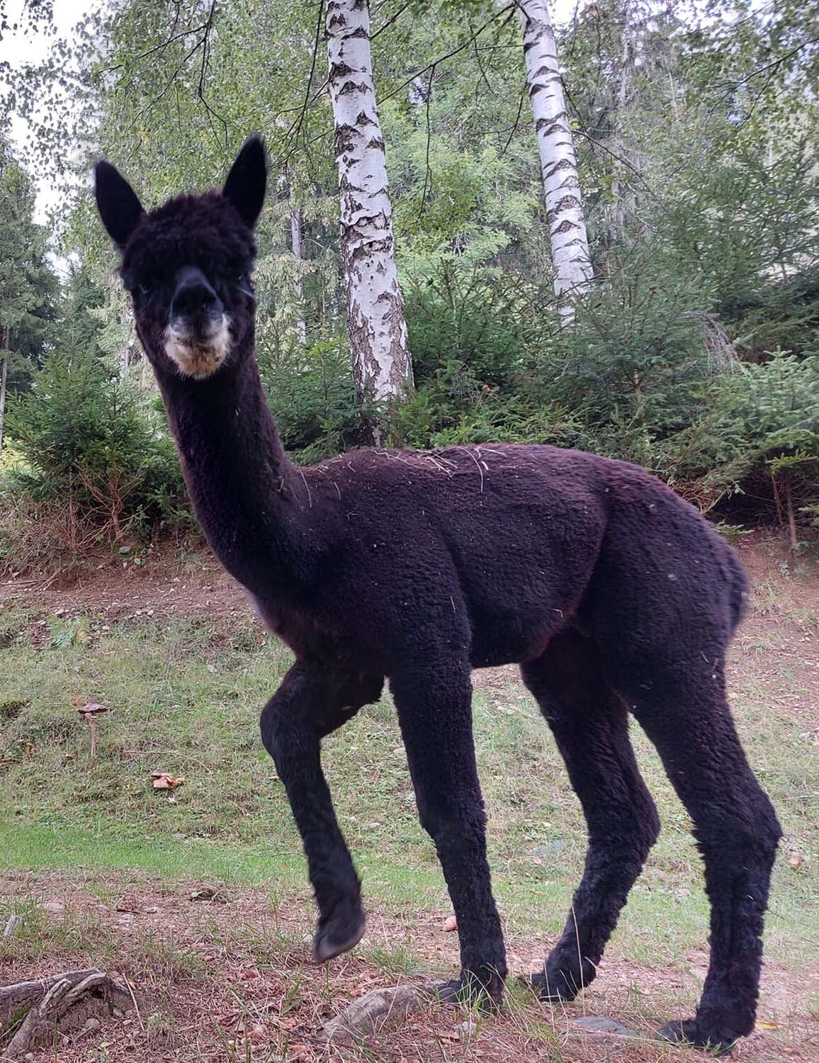 Die Alpakas am Alpakahof Unterherzog in Millstatt in Kärnten, freuen sich auf Hofbesuche und Alpaka-Wanderungen