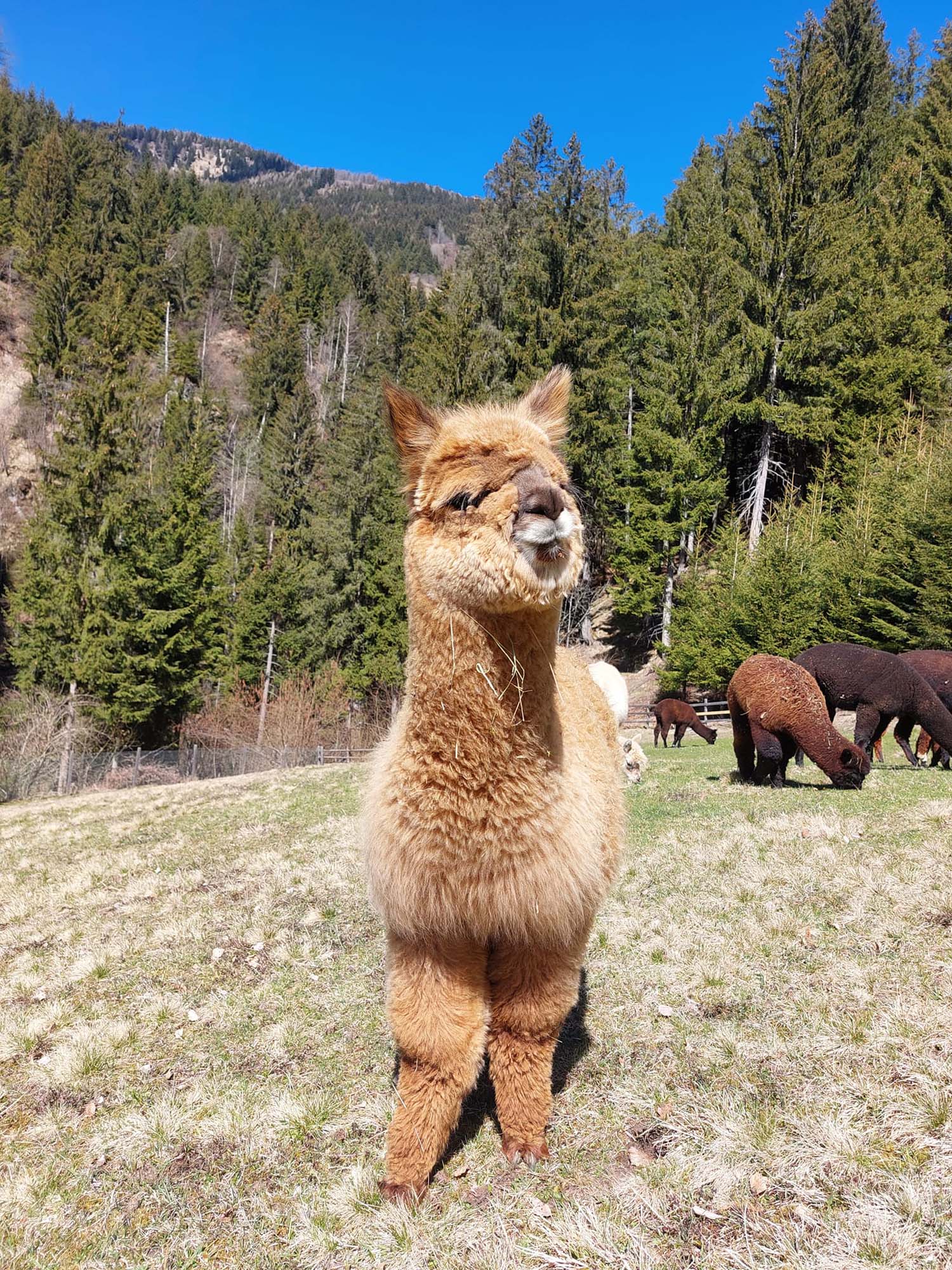 Die Alpakas am Alpakahof Unterherzog in Millstatt in Kärnten, freuen sich auf Hofbesuche und Alpaka-Wanderungen